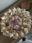 Sunshell