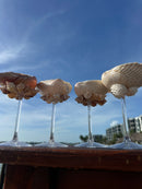 Shell Tini glasses set