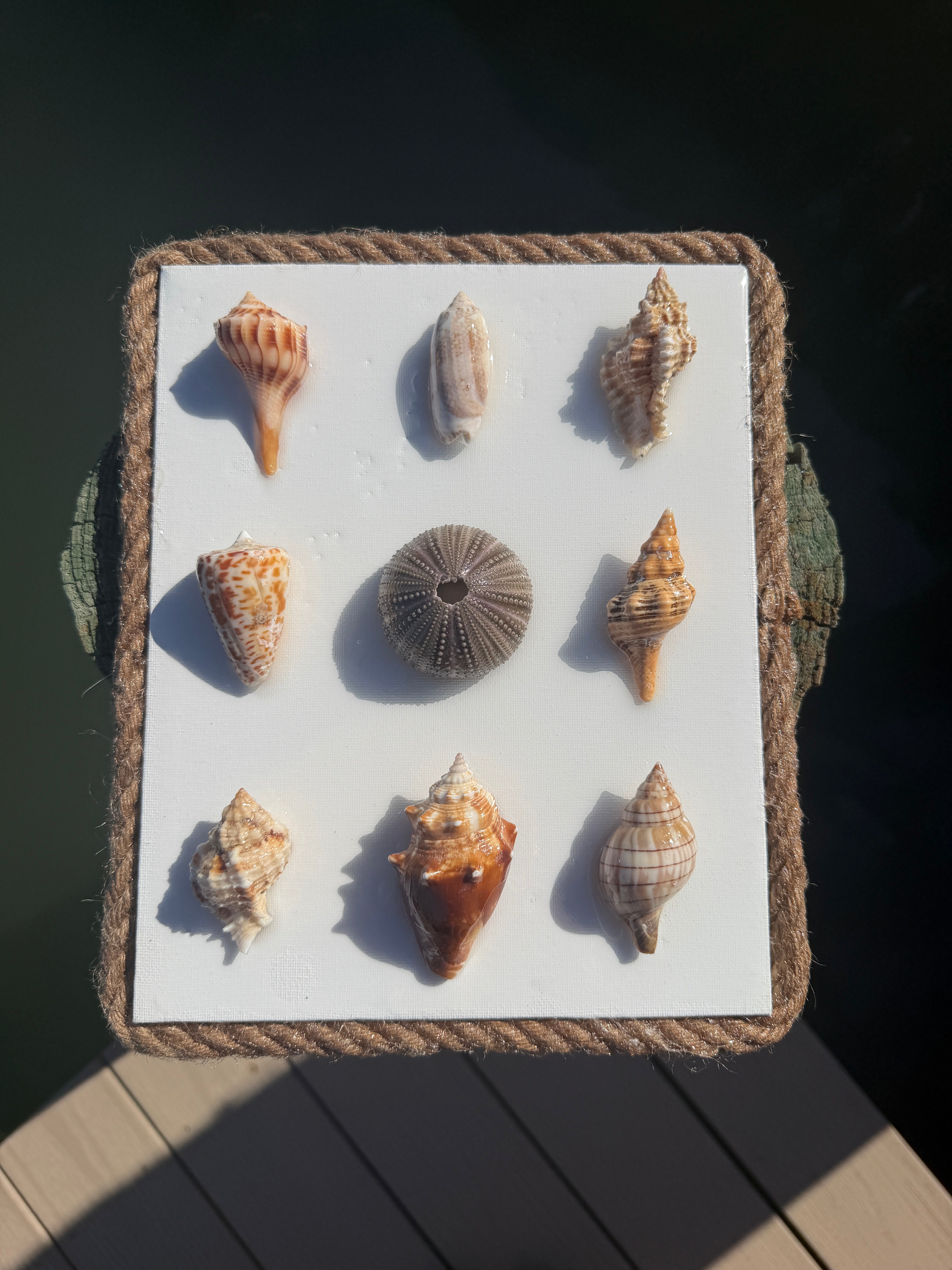 Shells of the Sea