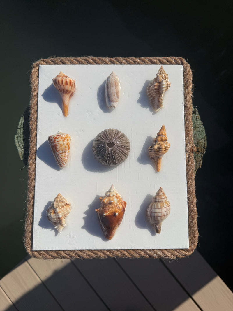 Shells of the Sea