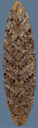 Shellboard