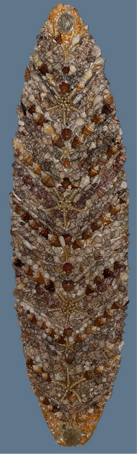 Shellboard