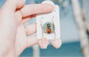 Pink Scallop Earrings