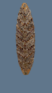 Shellboard