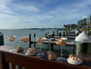 8 Pack Shelltini Glasses + Shell skewers