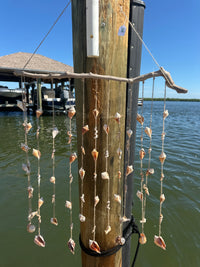 Large shell chime
