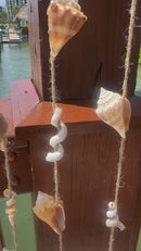 Wall Shell Art
